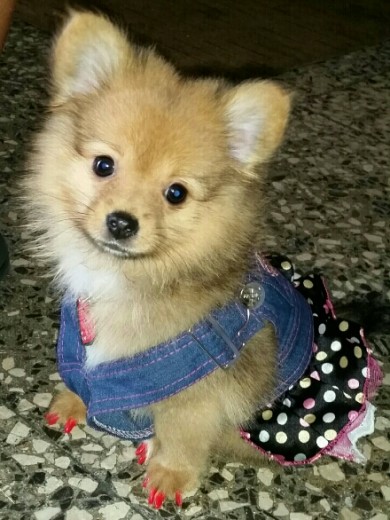 Ella es Akira , le encanta posar, pasear y juagar.. Ella es Akira , le encanta posar, pasear y juagar..